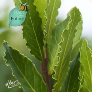 Laurus nobilis 'Crispa'