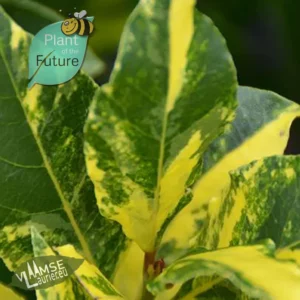 Laurus nobilis 'Sonnenfleck'