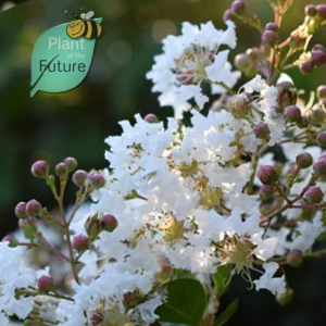 Lagerstroemia 'Amabilis White' (L')'