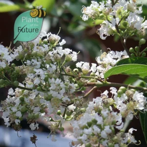 Lagerstroemia 'Bayou View'