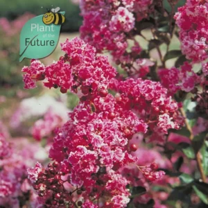 Lagerstroemia 'Berlinghton Menthe'