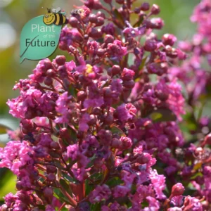 Lagerstroemia 'Berry Dazzle' (L'éblouissement des baies)'