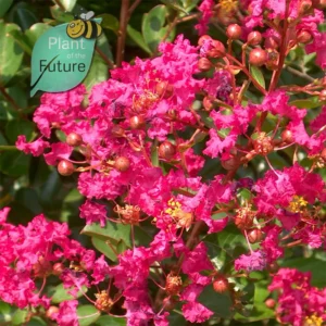 Lagerstroemia 'Beverly Rouge'