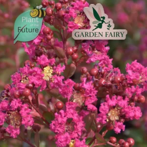 Lagerstroemia 'Bibi' (PBR)