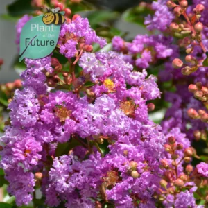 Lagerstroemia 'Catawba'