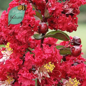 Lagerstroemia 'Dynamite'