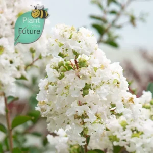 Lagerstroemia 'Early Bird White'