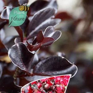 Lagerstroemia 'Ebony Fire'