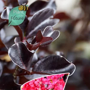 Lagerstroemia 'Ebony Flame'