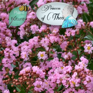 Lagerstroemia 'Eveline' (PBR)