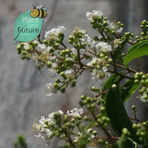 Lagerstroemia 'Fantasy'