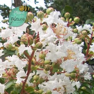 Lagerstroemia 'Glendora White'
