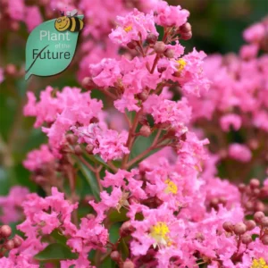 Lagerstroemia 'Hopi'