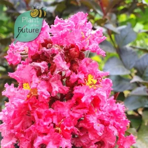 Lagerstroemia 'Coral Magic'
