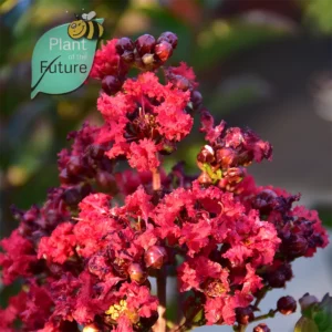 Lagerstroemia 'Miss Frances'