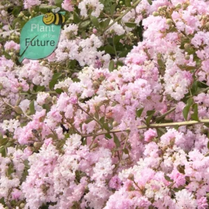 Lagerstroemia 'Naher Osten'