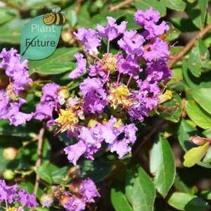 Lagerstroemia 'Orchidee Cascade'