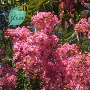Lagerstroemia 'Osage'
