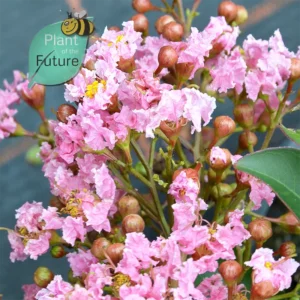 Lagerstroemia 'Pecos'