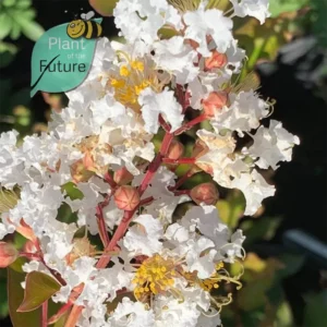Lagerstroemia 'Petite Snow'