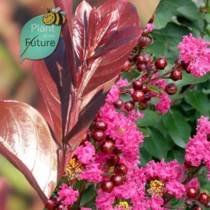 Lagerstroemia 'Pink Velour'