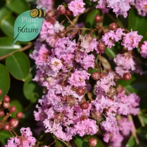 Lagerstroemia 'Pixie Pink'