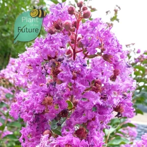 Lagerstroemia 'Powhatan'