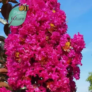 Lagerstroemia 'Rhapsody in Blue'