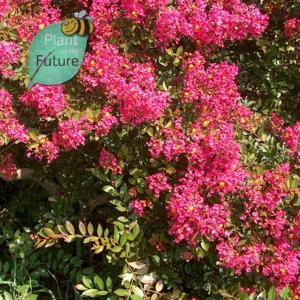 Lagerstroemia 'Sacramento'