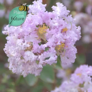 Lagerstroemia 'Samba'