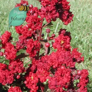 Lagerstroemia 'Siren Red' (rouge sirène)'