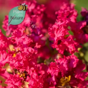 Lagerstroemia 'Tonto'