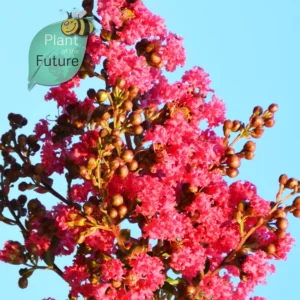 Lagerstroemia 'Tuscarora'