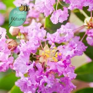 Lagerstroemia 'Violet Filli'