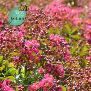 Lagerstroemia 'Worlds Fair'