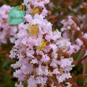 Lagerstroemia 'Apple Blossom'