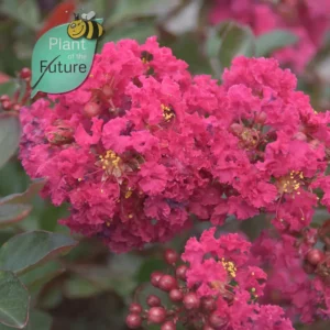Lagerstroemia 'Flamenco'