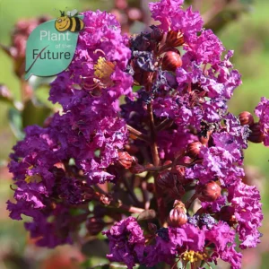 Lagerstroemia 'Miss Gail'