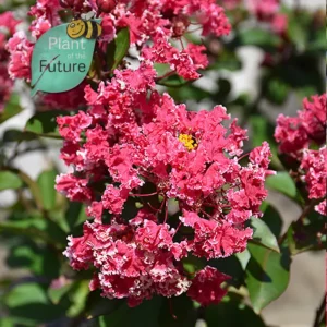 Lagerstroemia 'Peppermint Lace' (dentelle de menthe)'