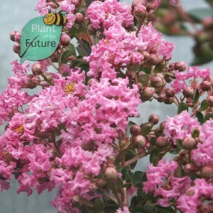Lagerstroemia 'Petite Pink'