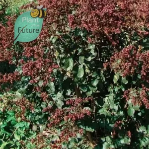 Lagerstroemia 'Rauchy'