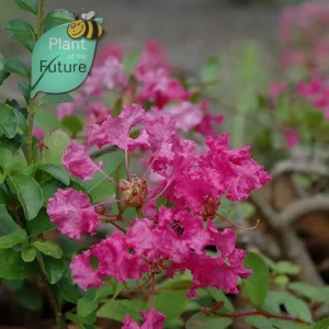 Lagerstroemia 'Rosey Carpet' (tapis rose)'
